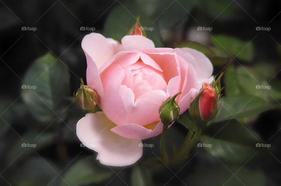 pink rose