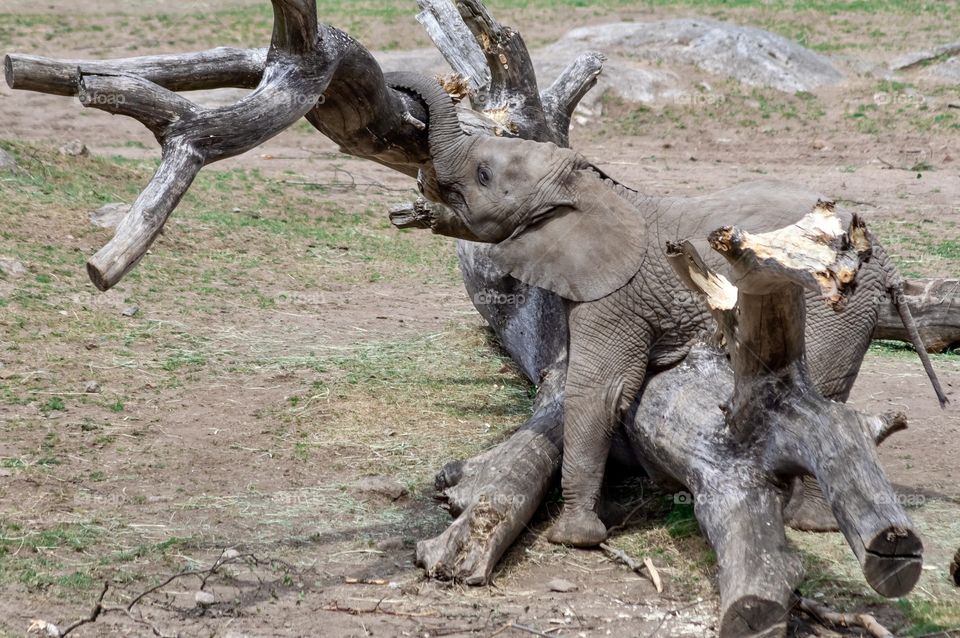 Playful baby elephant 