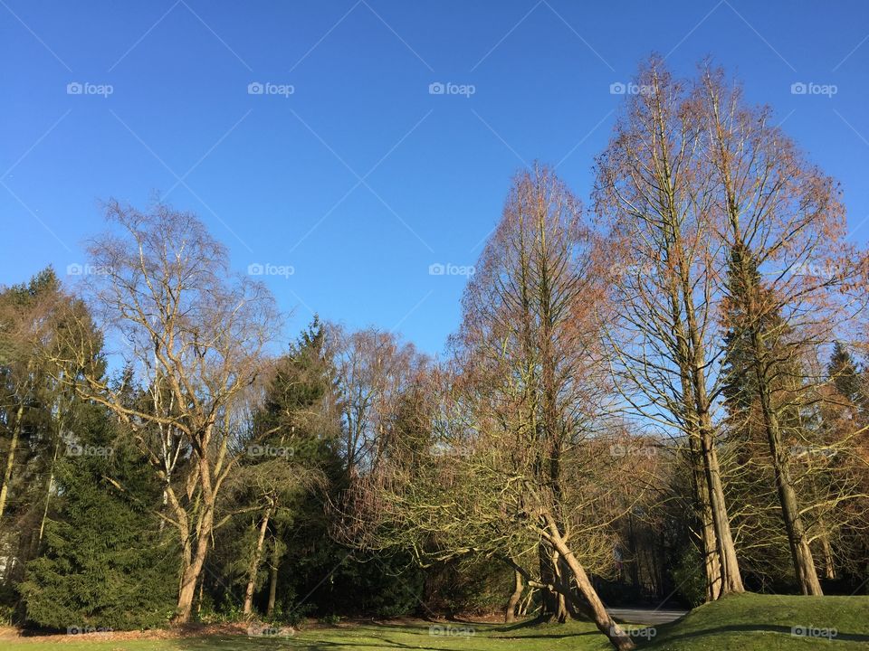 Trees and blue sky in winter in Antwerp, Belgium.