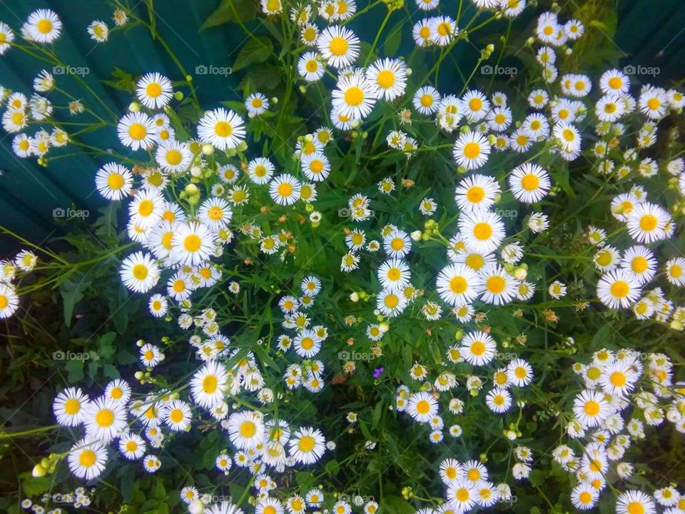chamomile