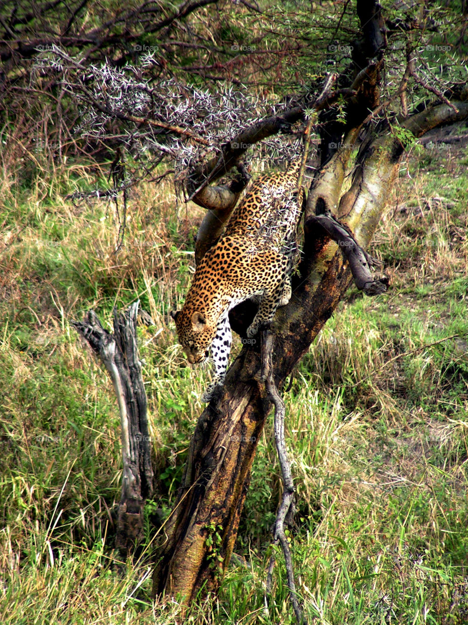 Leopard on a tree, Serengeti national park, Tanzania