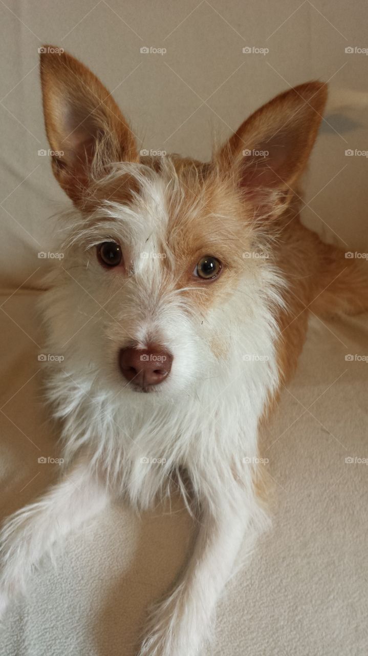 Bentley the terrier. bentley looking happy