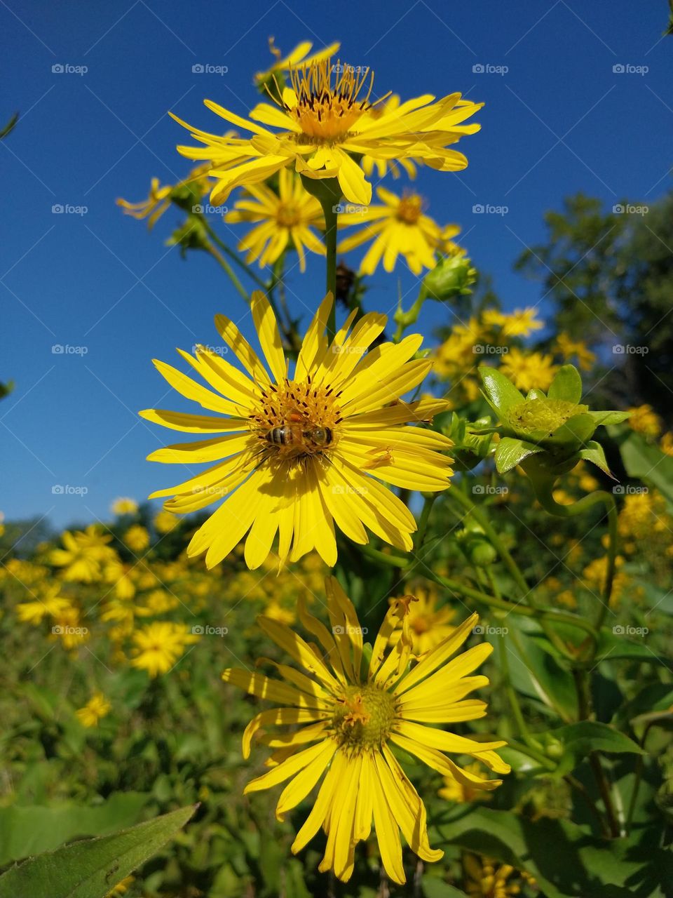 Wild Sunflowers and Honeybee