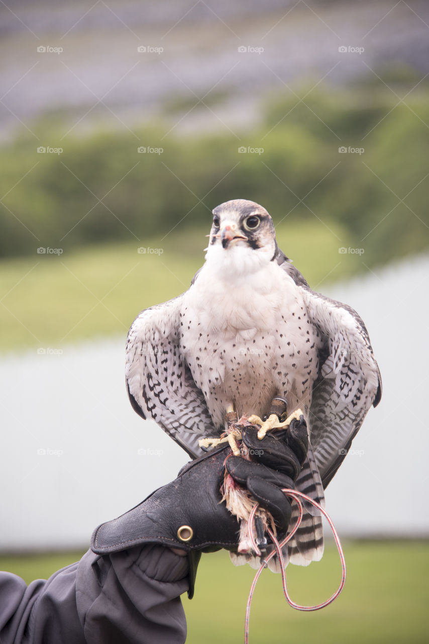 Falcon, Bird of Prey