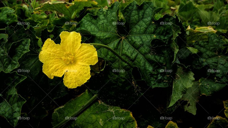 Beautiful colorful yellow flower