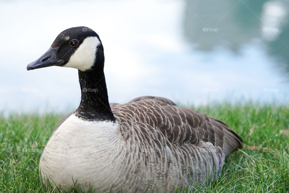 goose