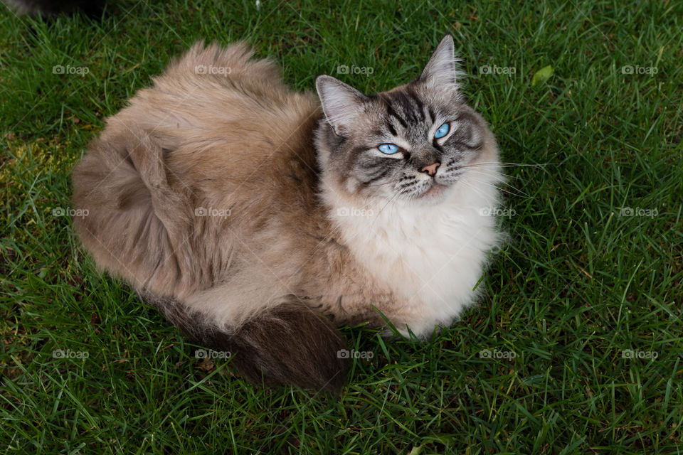Pedigree Ragdoll cat sitting outdoors on grass looking at the camera