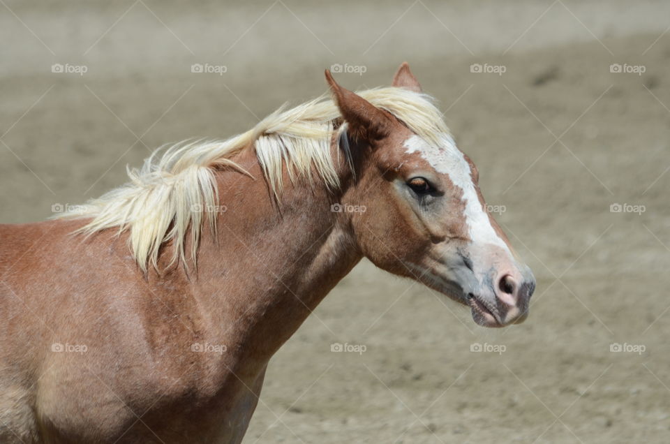 A light brown horse looking toward the side!