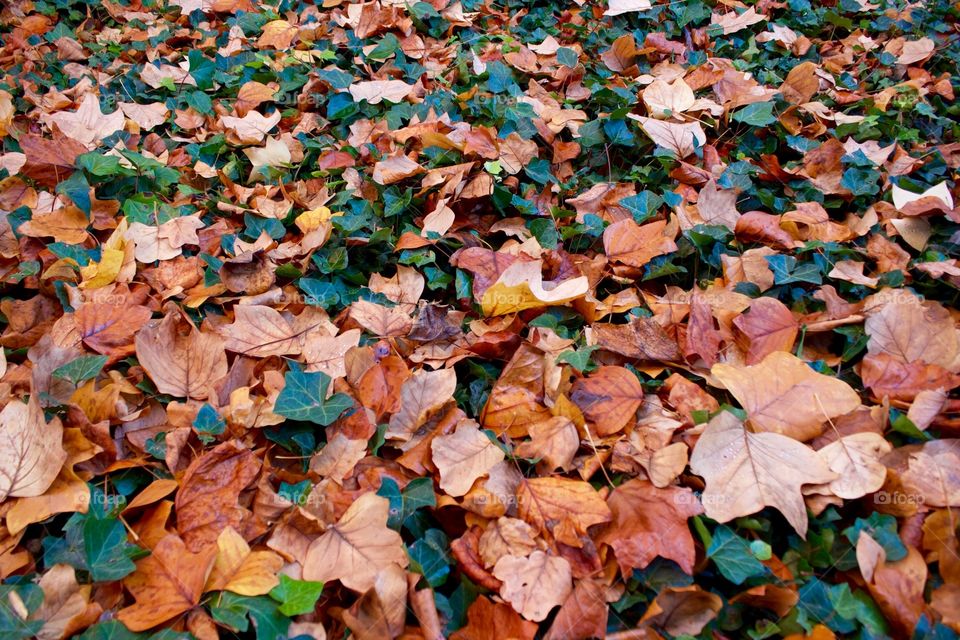 Multi colored autumn leaves