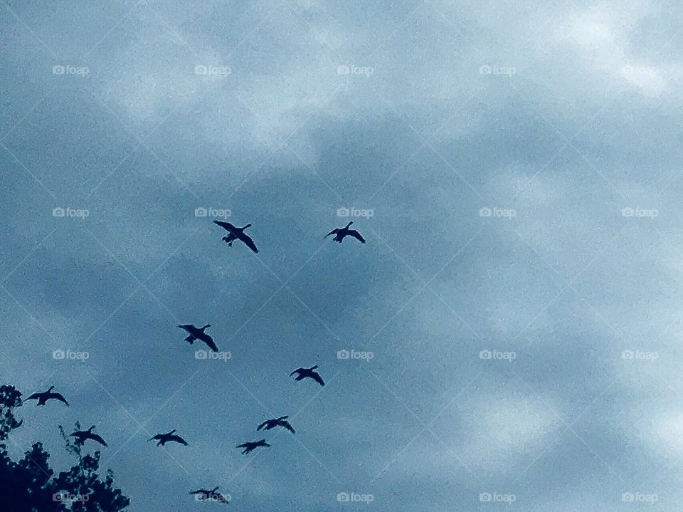 The geese are practicing flying in formation for their trip south. They’re not very good yet