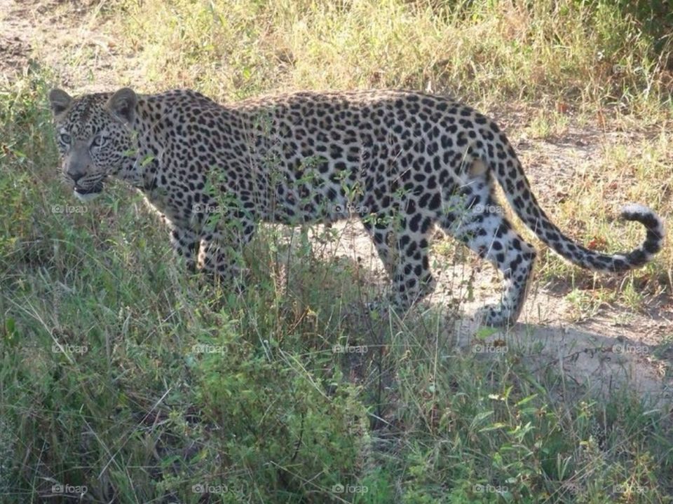Leopard lunge . Safari at Kruger in South Africa 