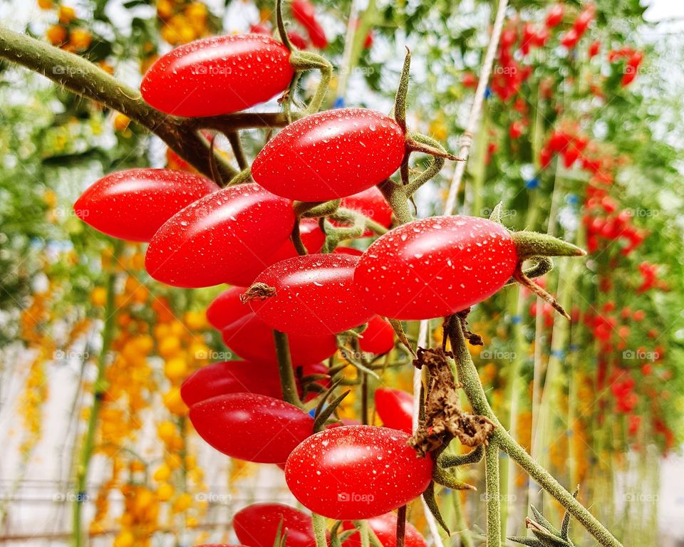 Red tomatoes at farm