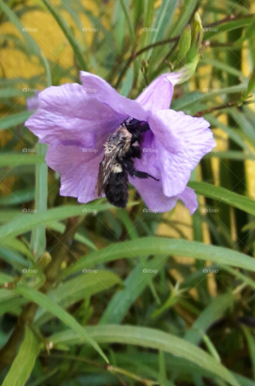 nature bee on a flower
