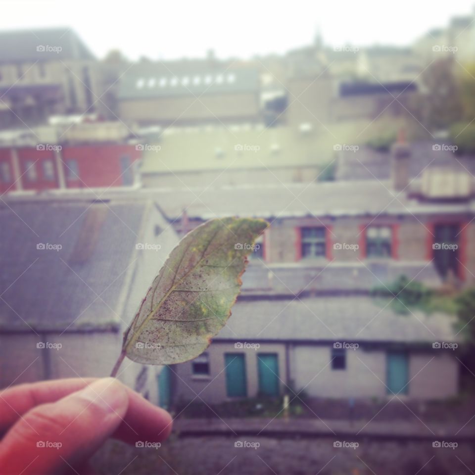 Love is a leaf in the wind. Found a leaf on my balcony.. Started thinking about love and life..