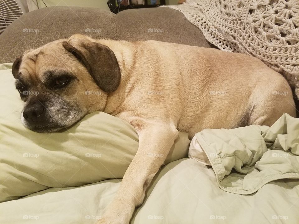 Puggle cuddling with a pillow