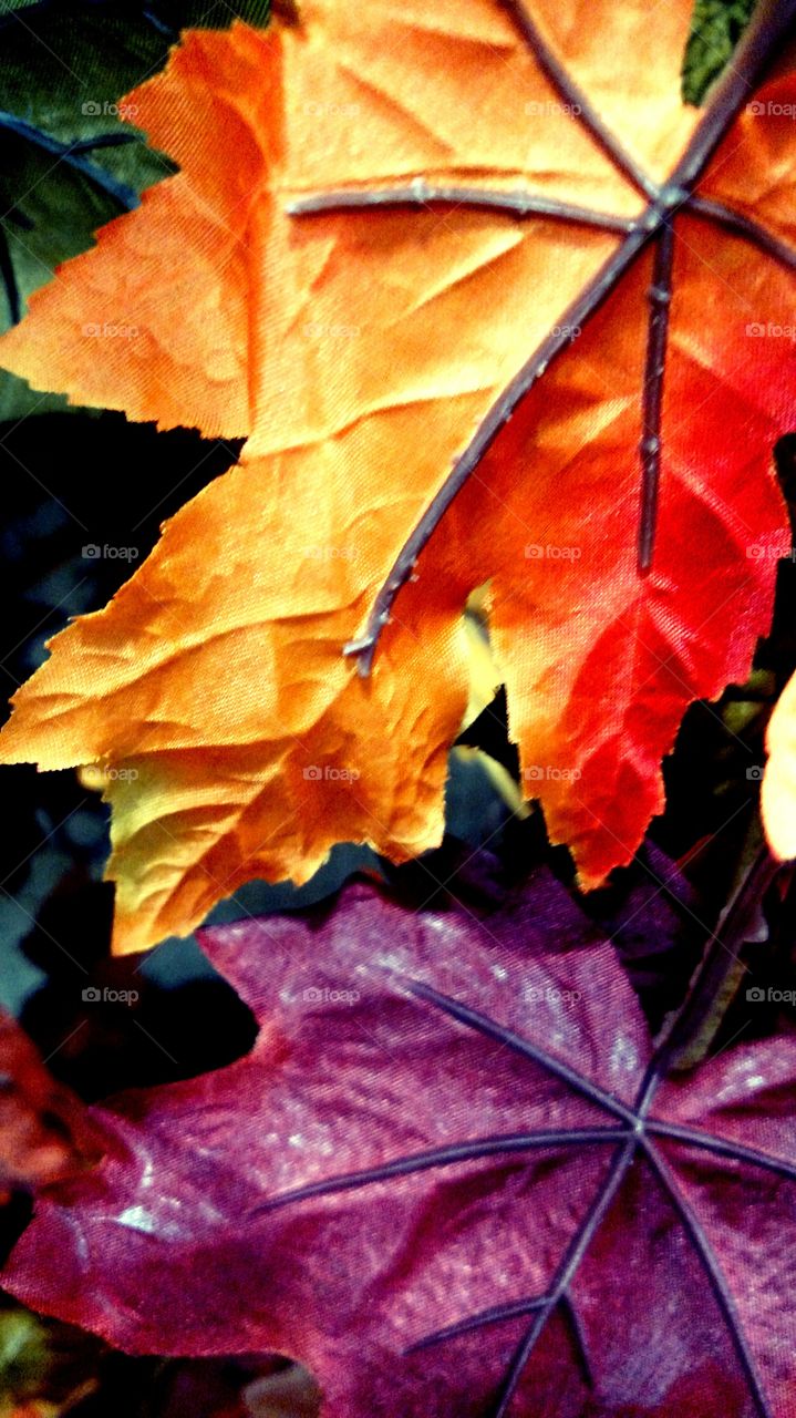 Autumn Leaves vibrant colors fall maple