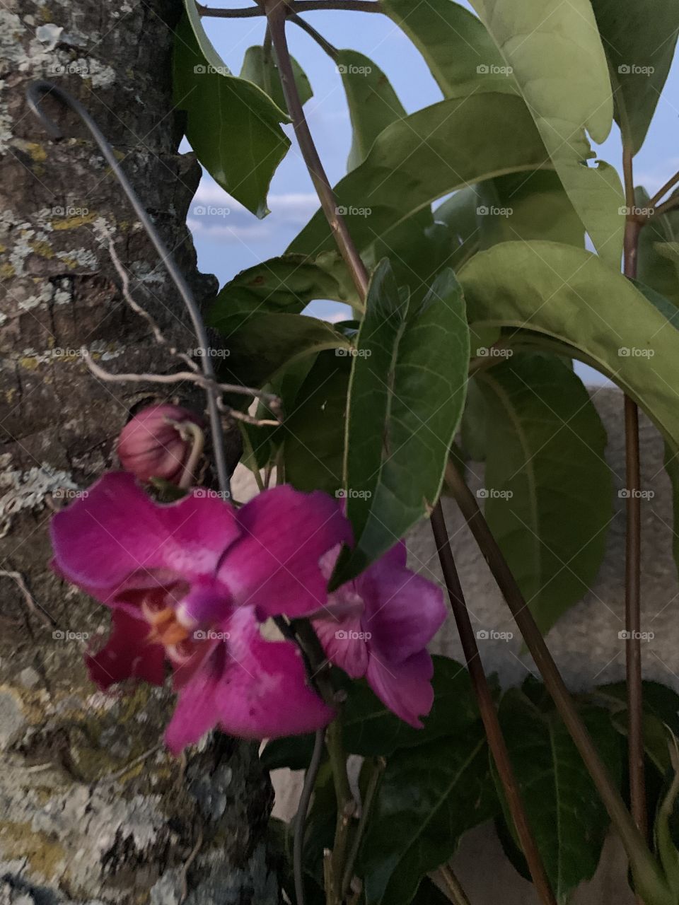 Orquídea 
