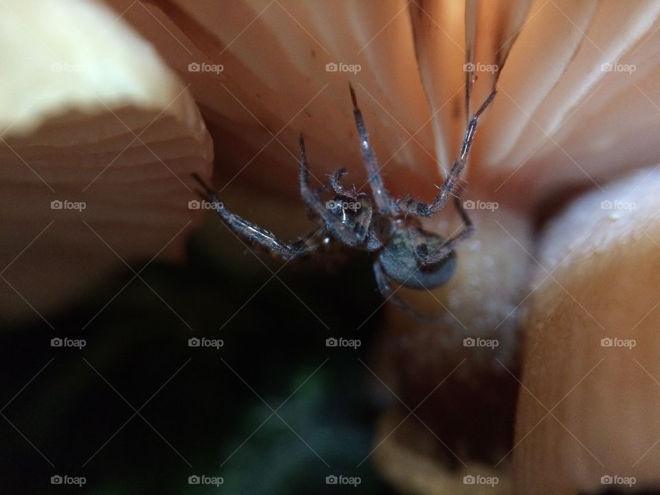 Spider underneath a mushroom. 
