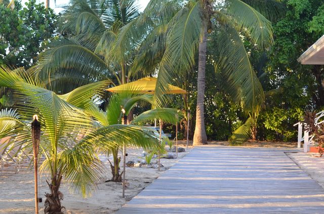 Cayman. Beach