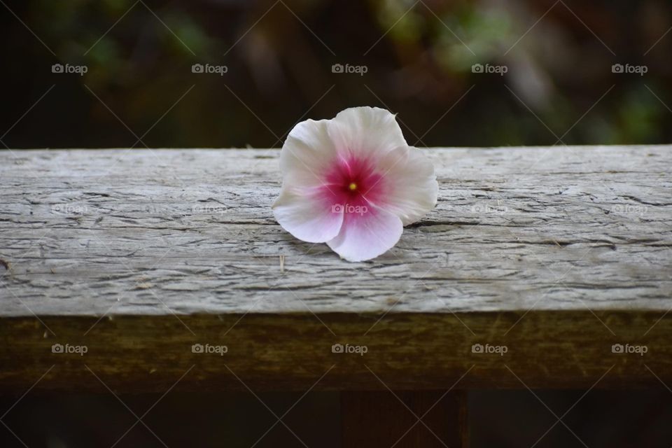 Pretty flower blossom on wooden porch railing