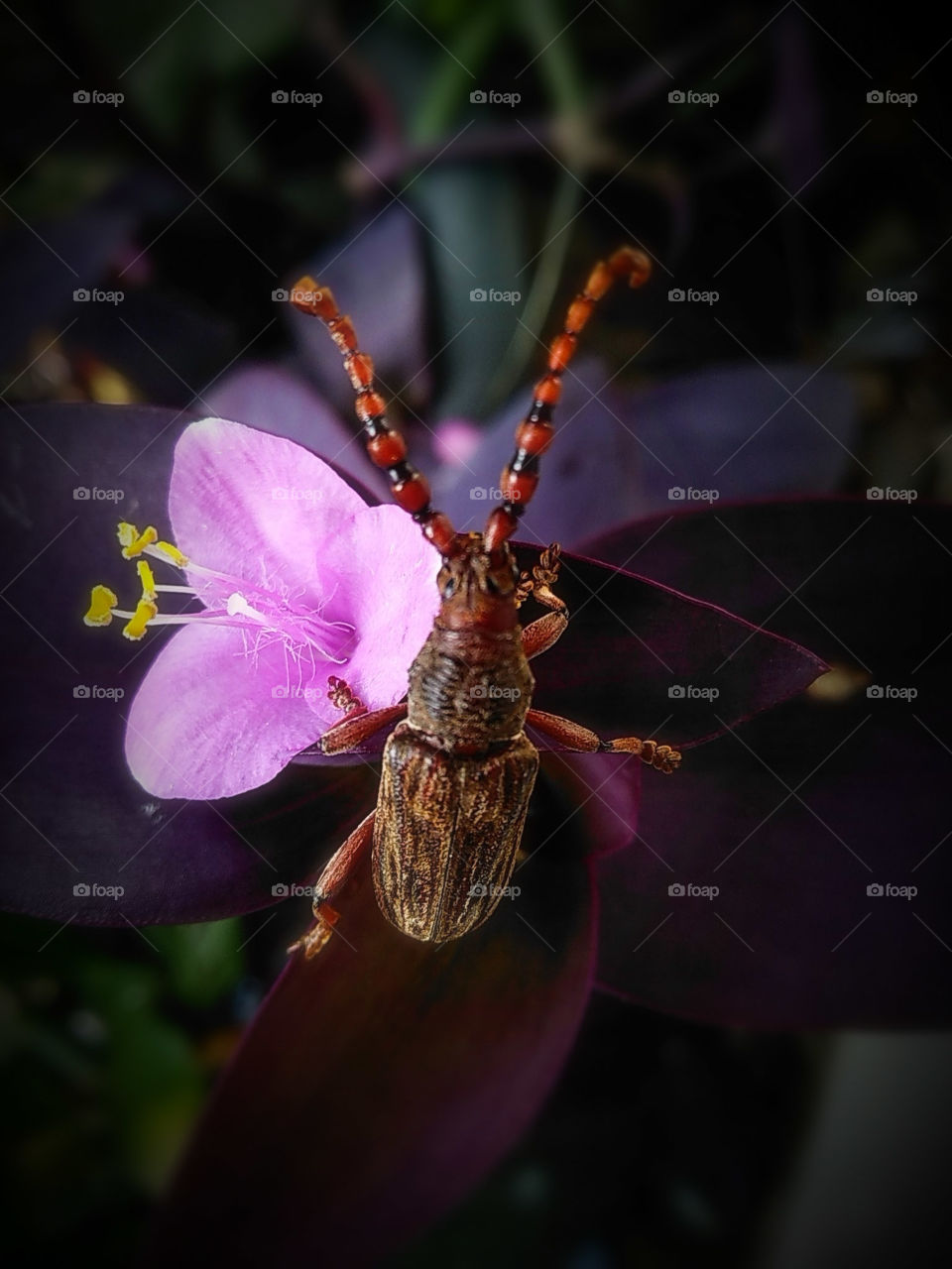 beetle and the pink flower