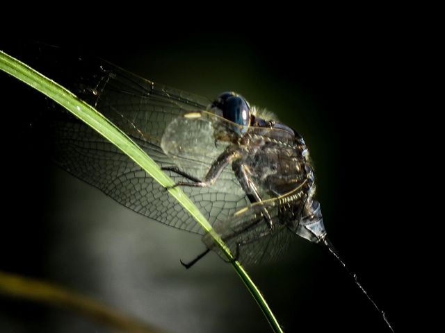 Macro