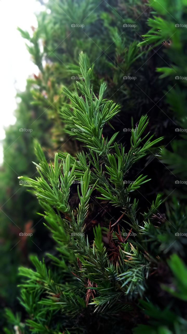 spruce in focus