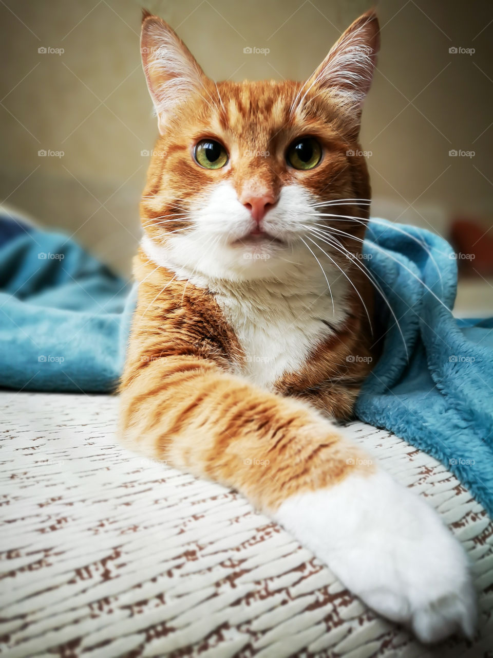 A large beautiful ginger tabby cat imposingly lies on a sofa and looks at the camera.