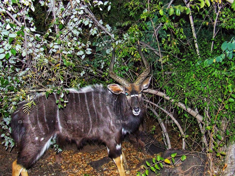 Kudu walking about at night grazing