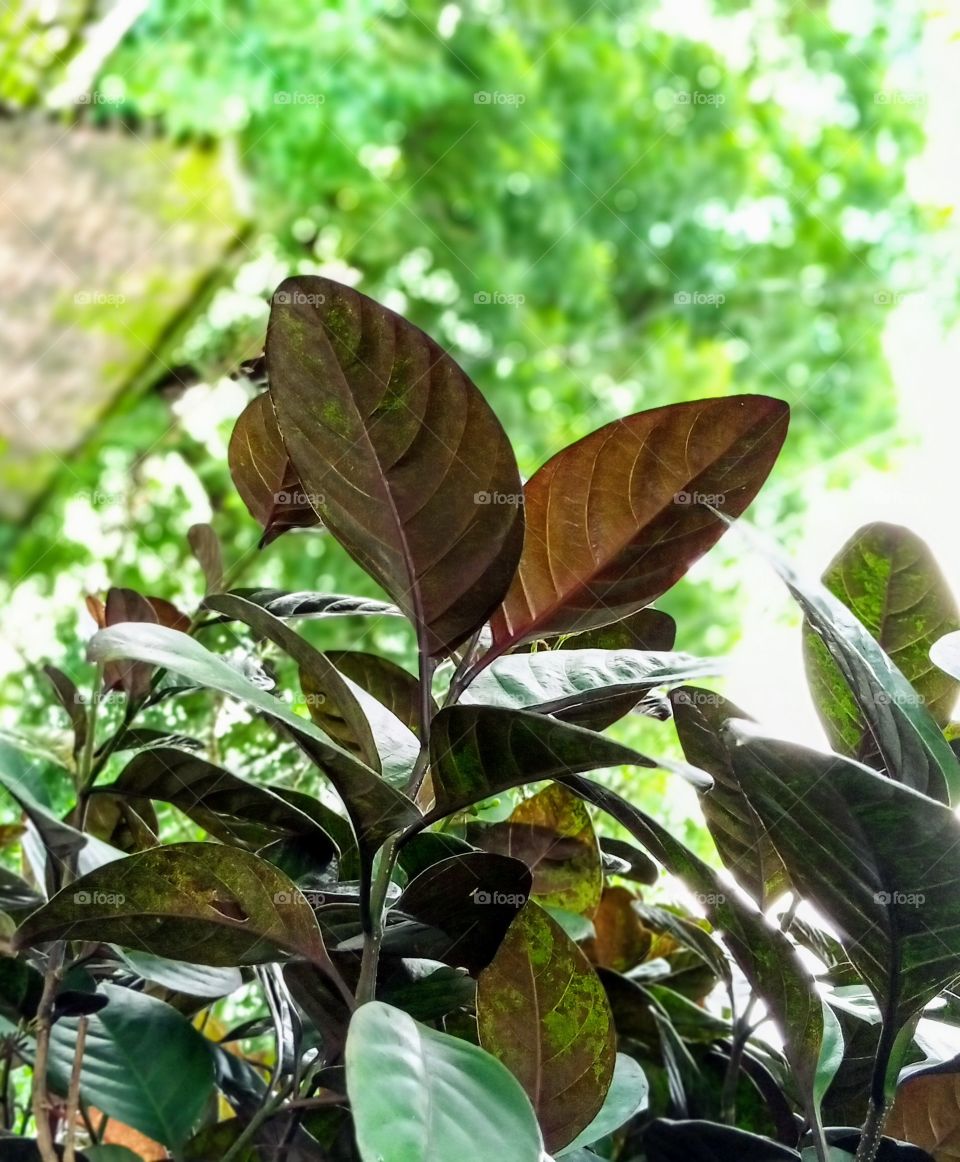 Small plant with brown and green leaf colour and greenish backroom with portrait photography and updown view of photo.