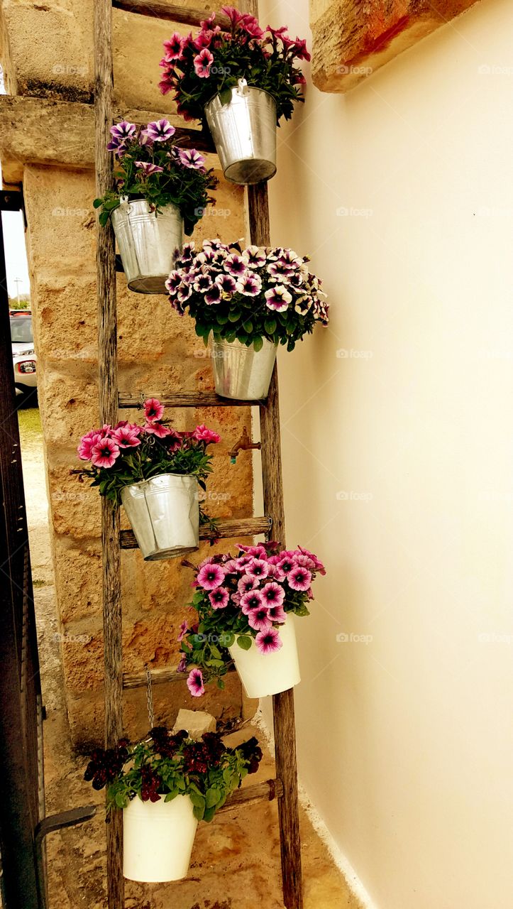 Colorful flower pots graciously hung to a wooden ladder at the entrance of our country house. Corigliano D'Otranto, Italy