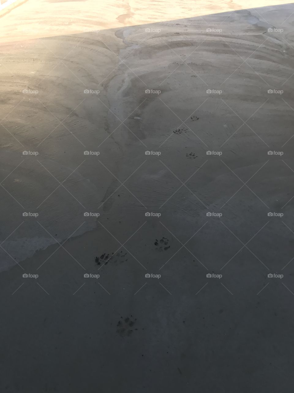 Paw prints in the concrete