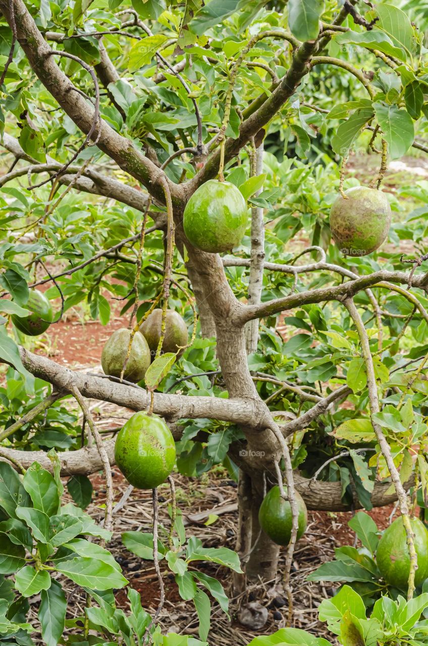 Avocado On Tree