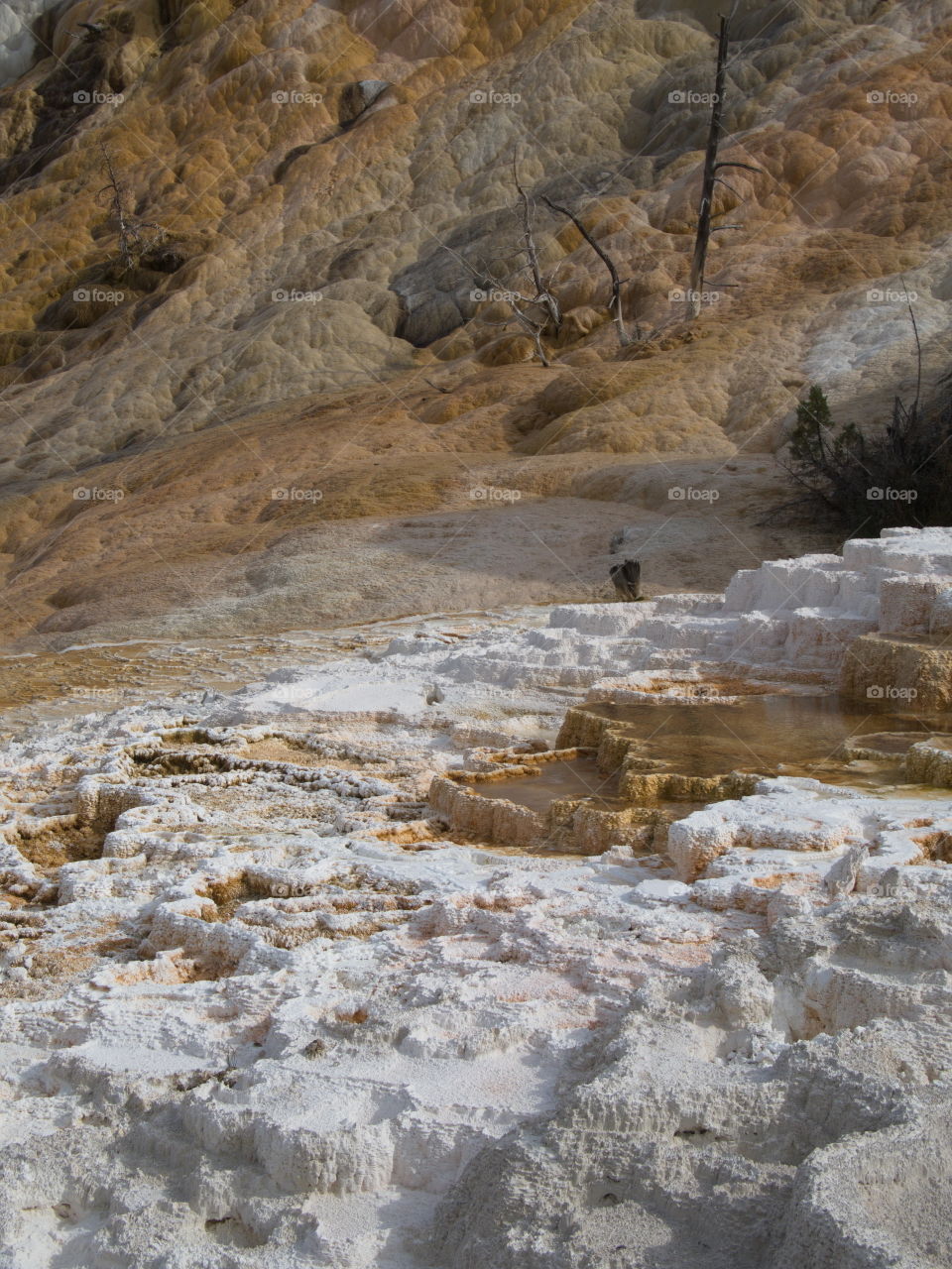 The incredible colors and texture of Mammoth Hot Springs in northern Yellowstone National Park in Wyoming on a summer day. 