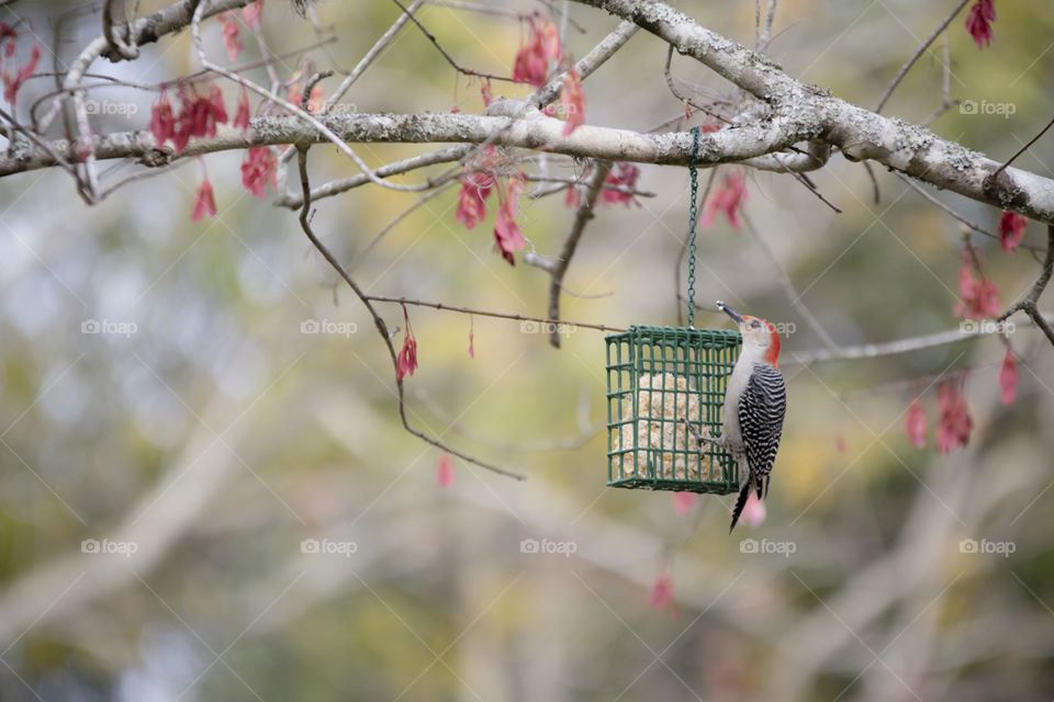 Tree with Red fall leaves with beautiful woodpecker