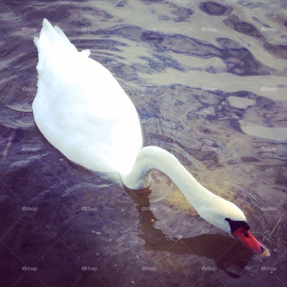 Swan Eating