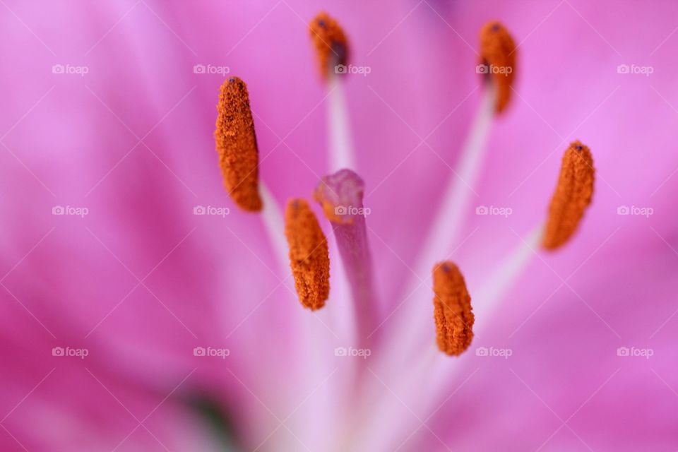 Close-up of a flower 