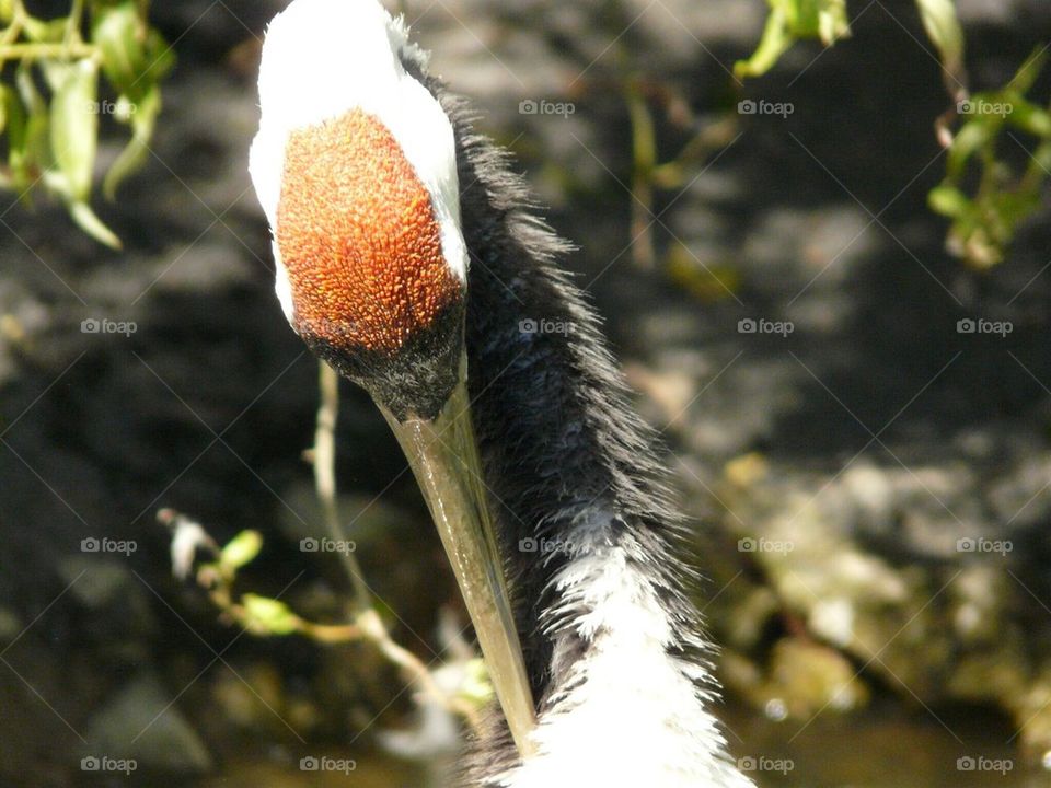 Stork