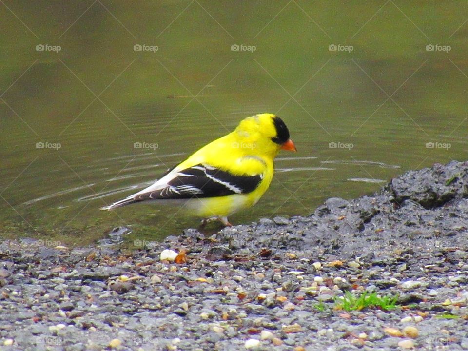 Yellow Finch 