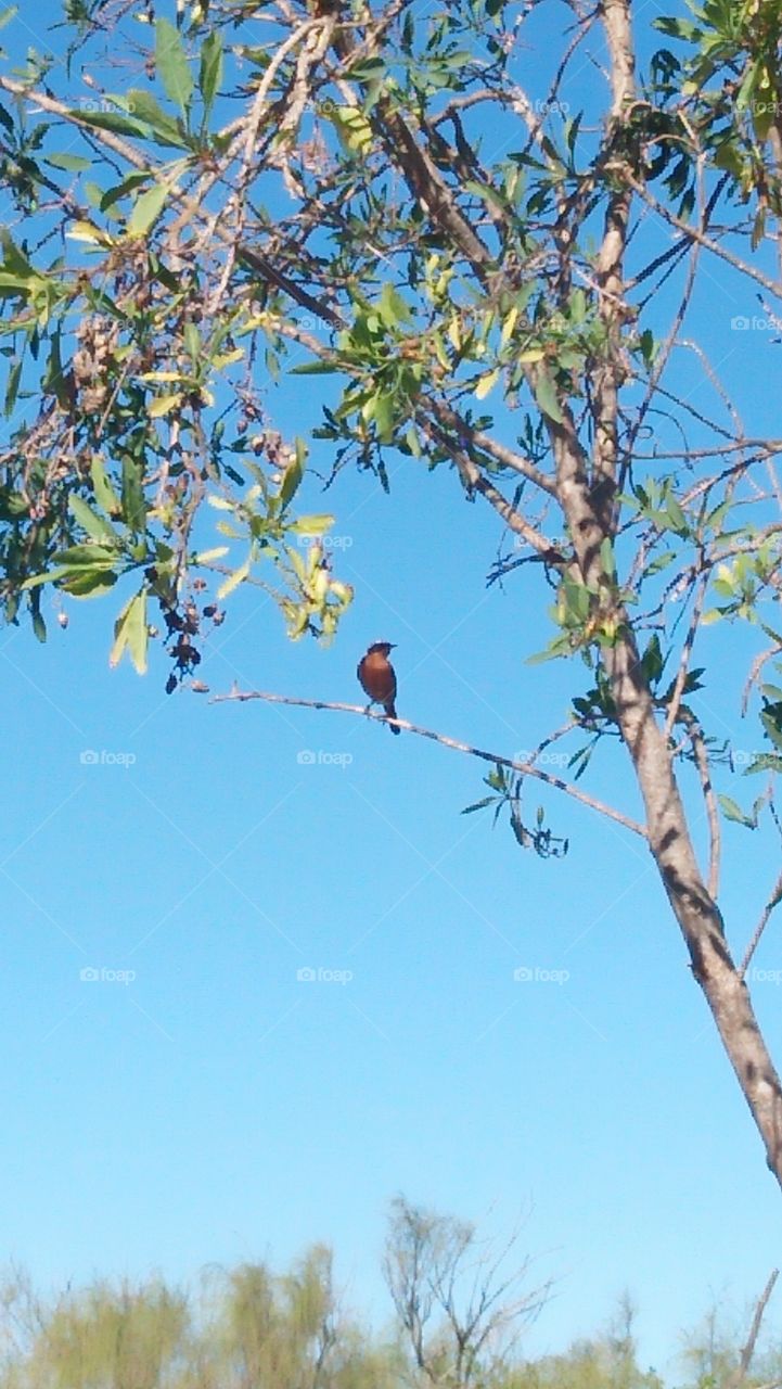 beautiful bird on tree.