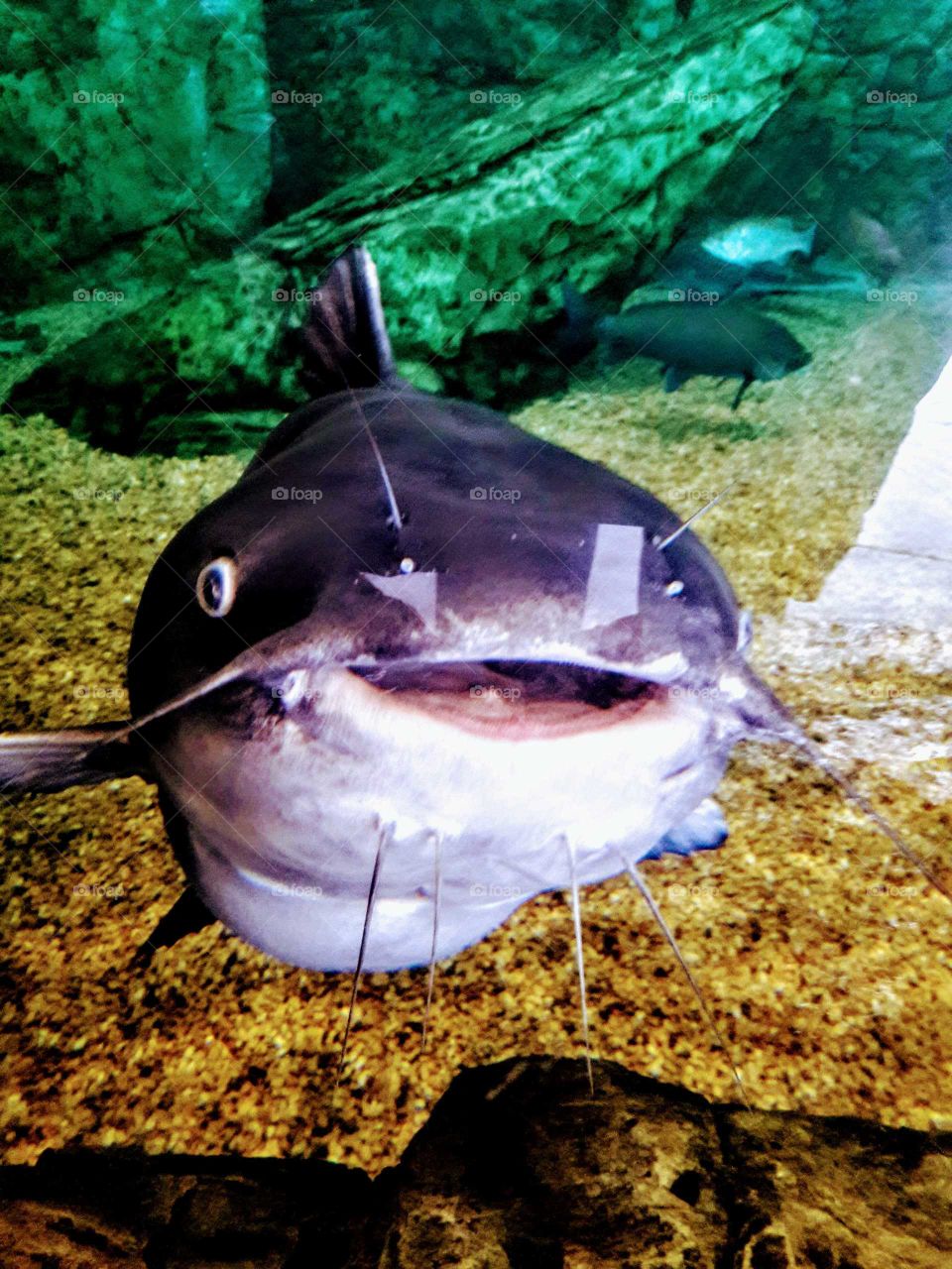 Smiling Fish