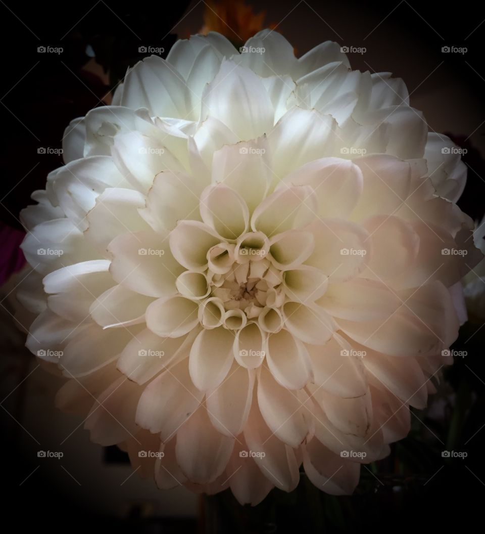 Dahlia 
