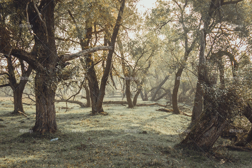 Autumn misty landscape at early morning 