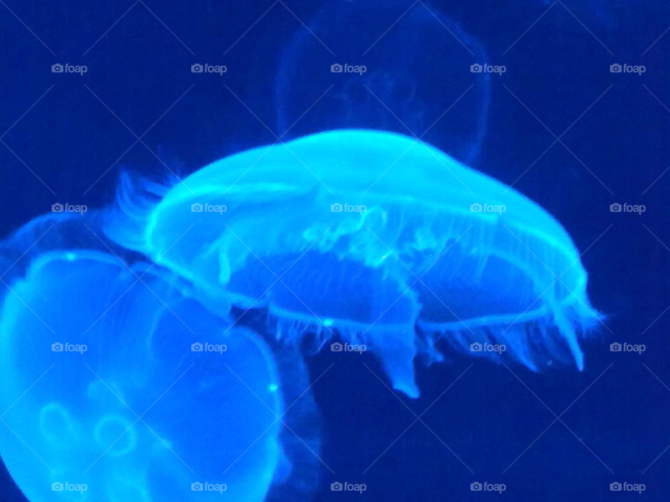 ocean blue jellyfish by jbarberan
