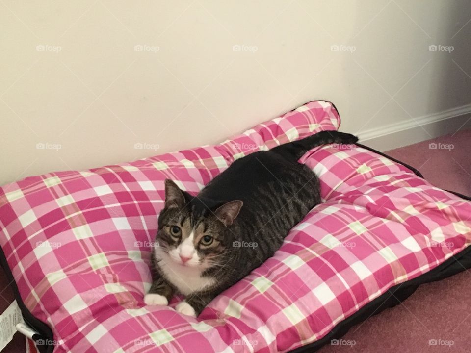 Cat sitting on pillow
