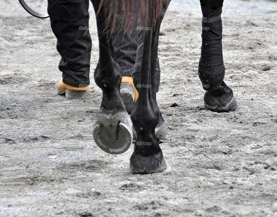 Horse Shoes and Boots. The Saratoga paddock where the top horses and trainers flock to every Summer. Trainer walking his horse in the  paddock 