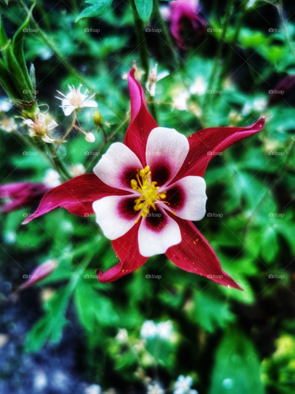 Flatlay flower nature green bright day