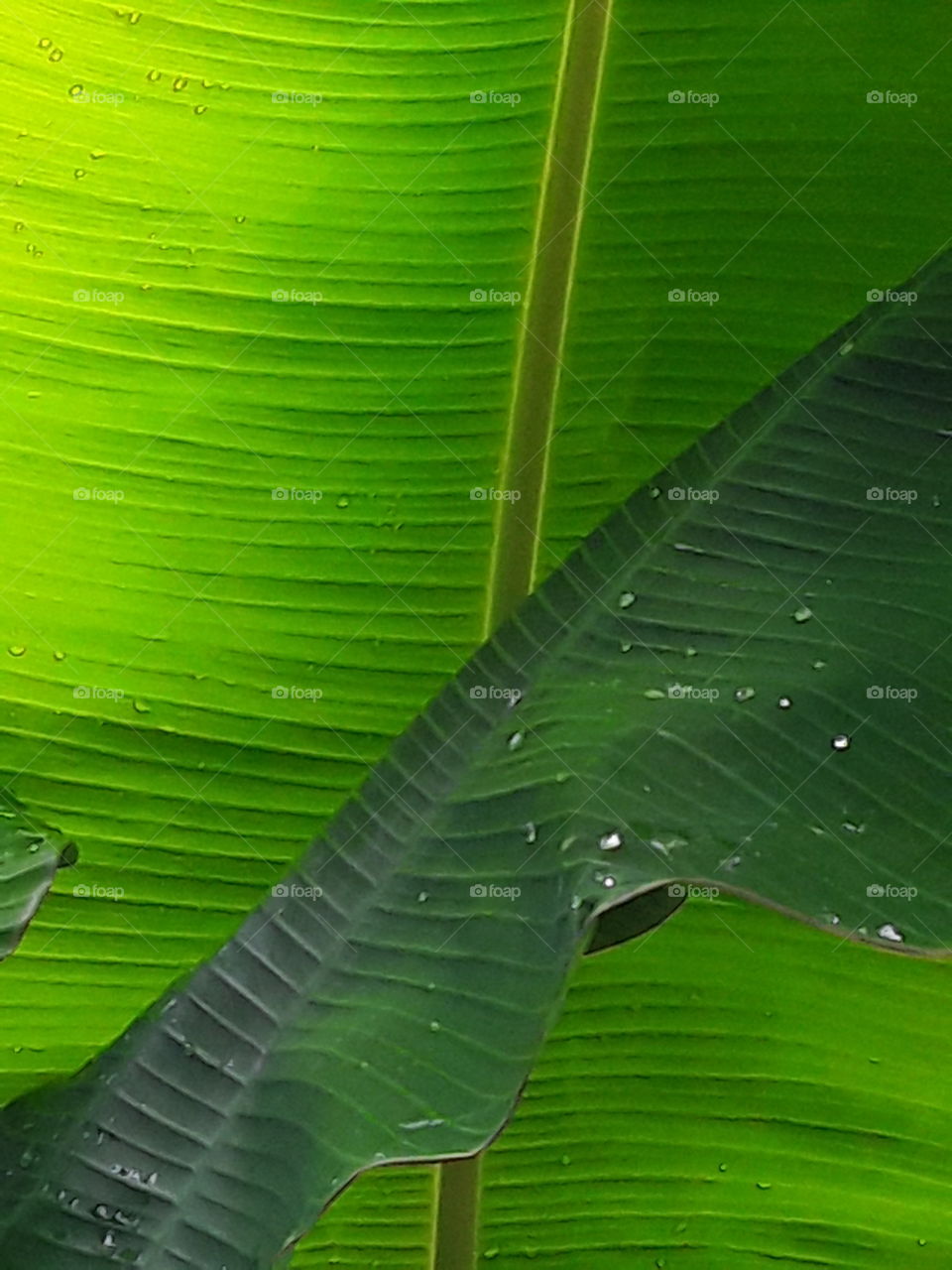 two banana leaves beautiful composition one leaf in the shade, the other in the sun