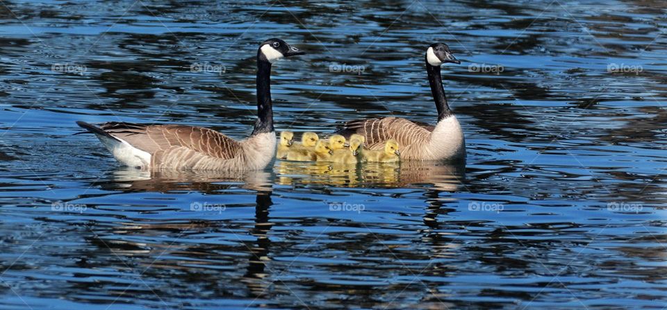 Canada Geese family