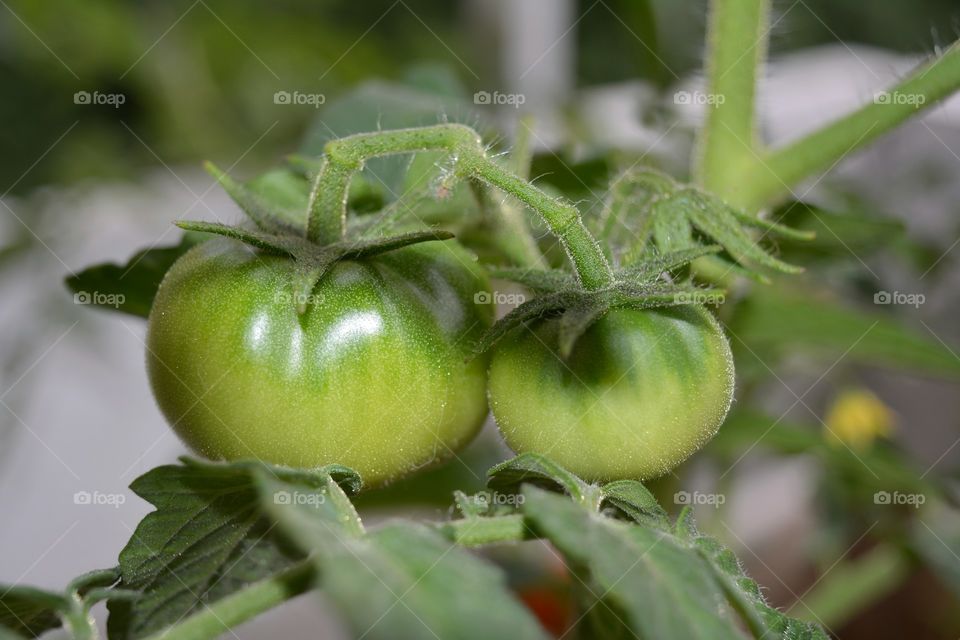 green tomatoes